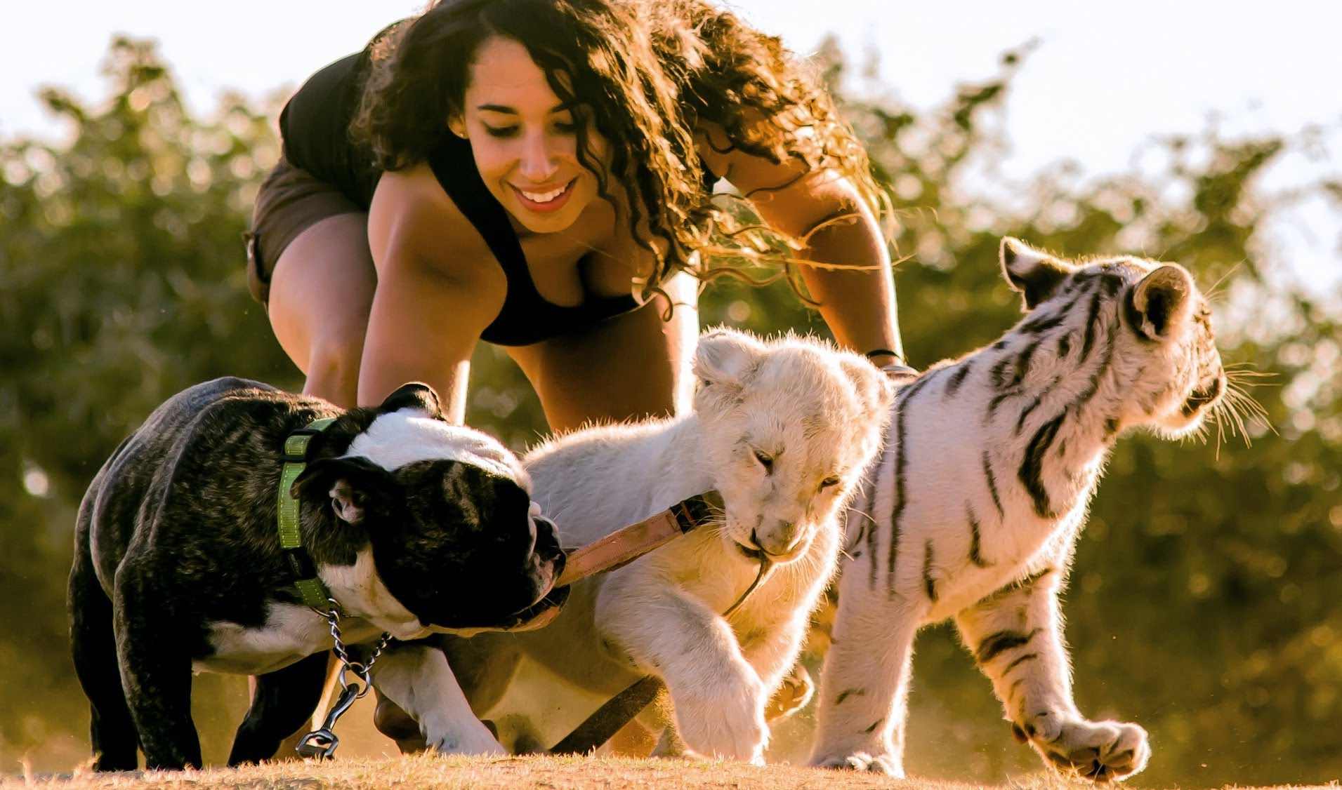 Животные с телками. Девушка Лев и пантера. Девушки вместе с дикими кошками. Тигр и человек Дружба. Девушка с тигровой собакой.